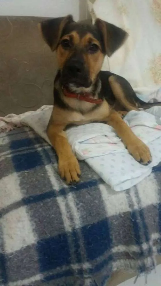 Cachorro ra a SRD idade 2 a 6 meses nome Milla
