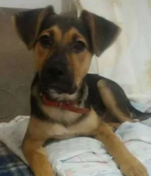 Cachorro raça SRD idade 2 a 6 meses nome Milla