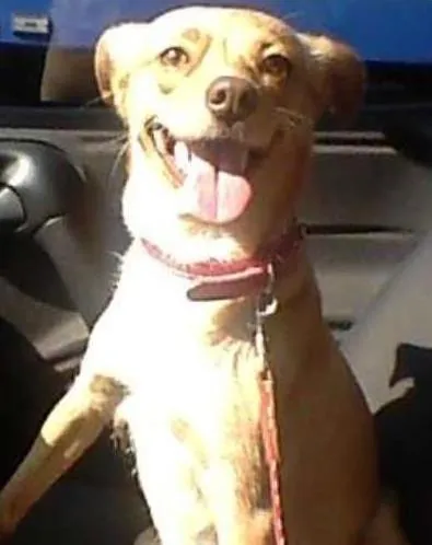 Cachorro ra a SRD idade 2 anos nome Mel