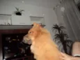 Babi