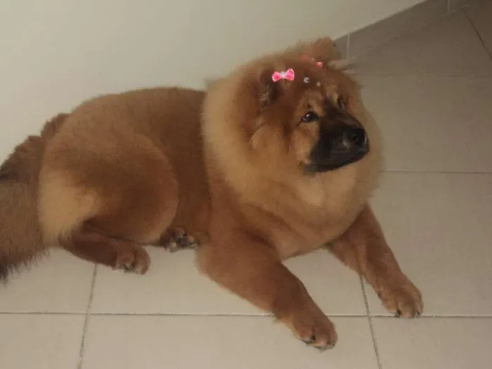 Cachorro ra a Chow Chow idade 5 anos nome Babi