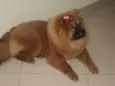 Babi