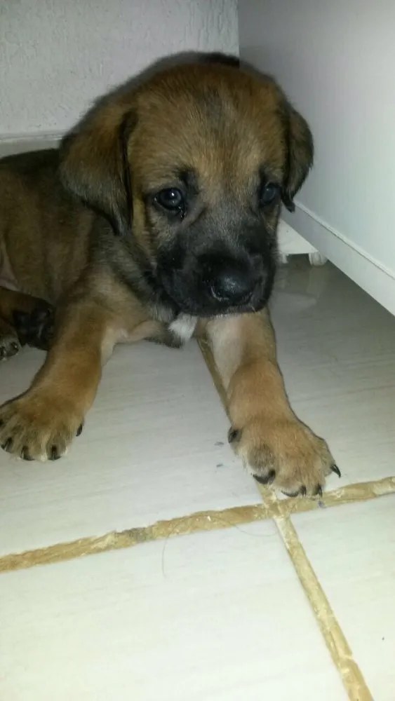 Cachorro ra a  idade Abaixo de 2 meses nome Filhote 