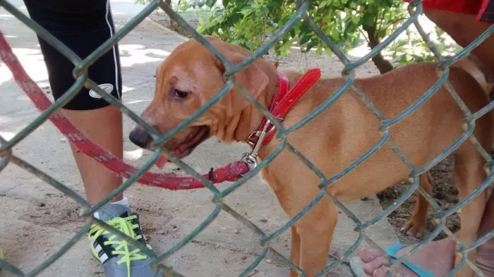 Cachorro ra a Srd idade 2 a 6 meses nome Luna