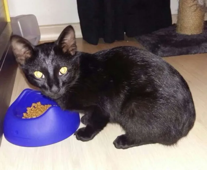 Gato ra a Não definida idade 2 a 6 meses nome Sem nome