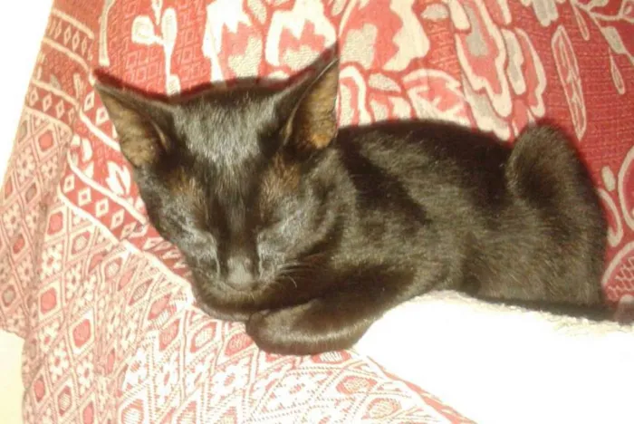 Gato ra a Não definida idade 2 a 6 meses nome Sem nome