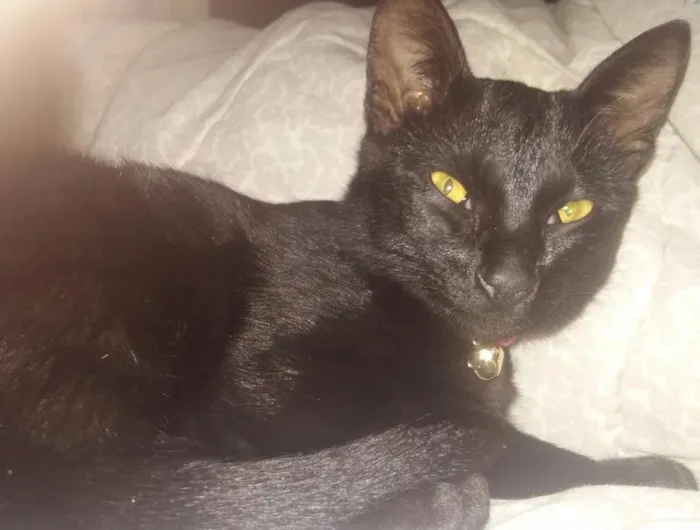 Gato ra a Não definida idade 2 a 6 meses nome Sem nome