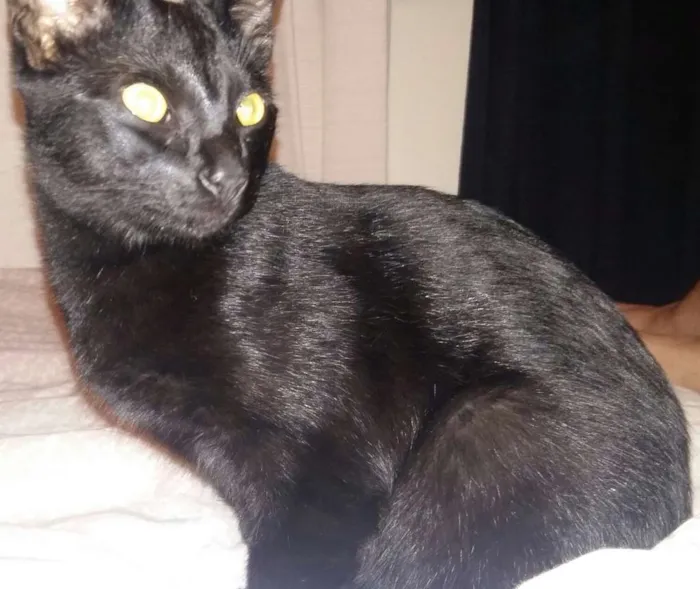 Gato ra a Não definida idade 2 a 6 meses nome Sem nome