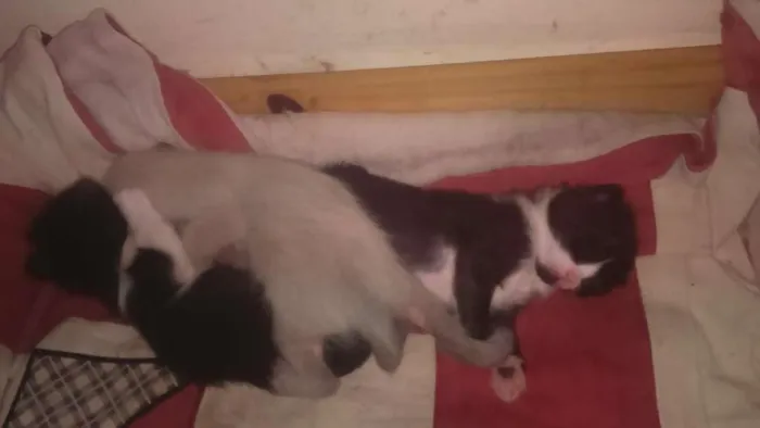 Gato ra a siames idade 2 a 6 meses nome sem nome 