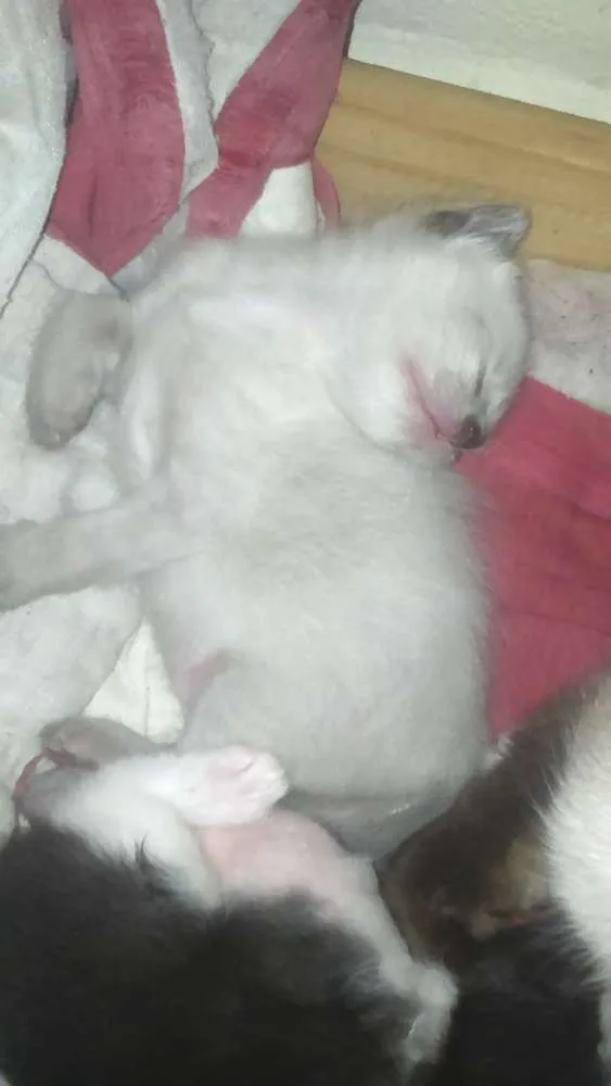 Gato ra a siames idade 2 a 6 meses nome sem nome 
