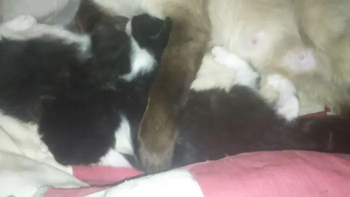 Gato ra a siames idade 2 a 6 meses nome sem nome 
