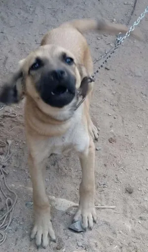 Cachorro raça Misturado idade 7 a 11 meses nome Thor