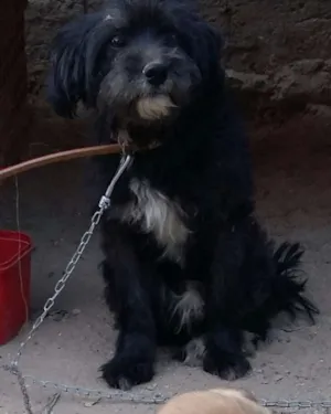 Cachorro raça Indefinida idade 2 anos nome Maylon