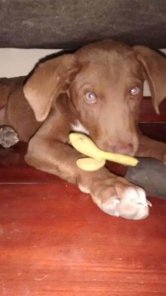 Cachorro raça Não sei idade 2 a 6 meses nome Menina