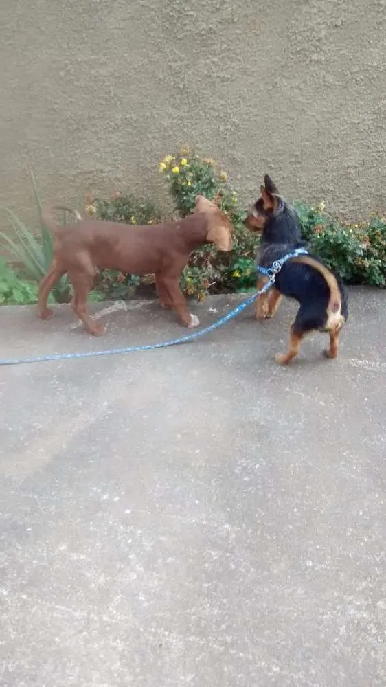 Cachorro raça Não sei idade 2 a 6 meses nome Menina