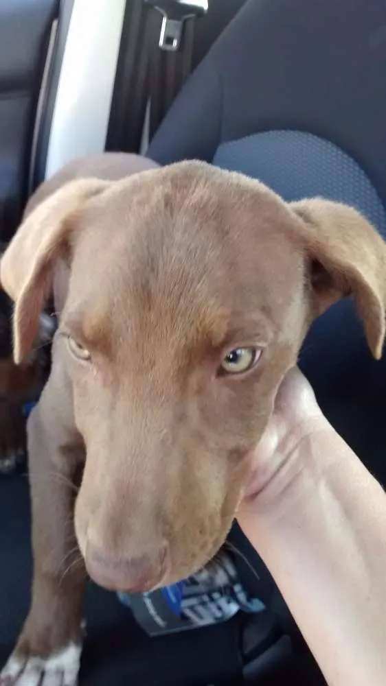 Cachorro raça Não sei idade 2 a 6 meses nome Menina