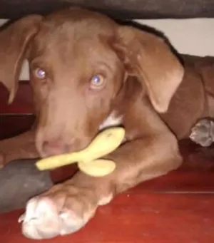 Cachorro raça Não sei idade 2 a 6 meses nome Menina