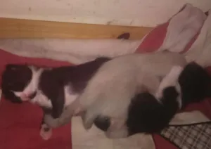 Gato raça siames idade 2 a 6 meses nome sem nome 
