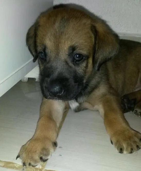 Cachorro ra a  idade Abaixo de 2 meses nome Filhote 