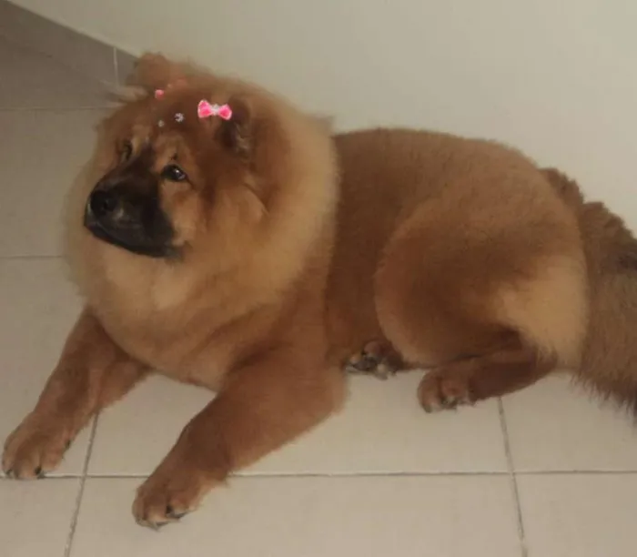 Cachorro ra a Chow Chow idade 5 anos nome Babi