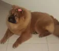 Babi