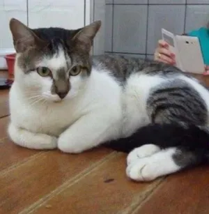 Gato raça SRD idade 7 a 11 meses nome Bon Jovi