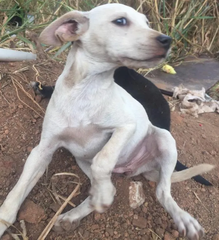 Cachorro ra a SRD idade Abaixo de 2 meses nome Sem nome