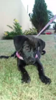 Pitty