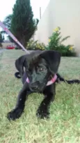 Pitty