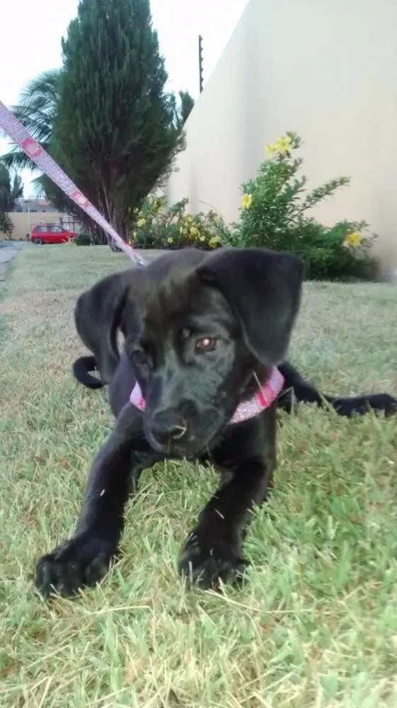 Cachorro raça SRD idade 1 ano nome Pitty