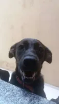 Pitty