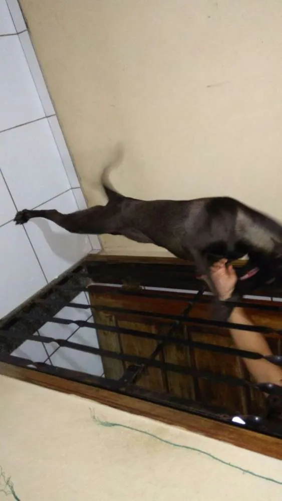 Cachorro raça SRD idade 1 ano nome Pitty