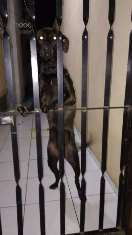 Cachorro raça SRD idade 1 ano nome Pitty