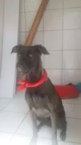 Pitty