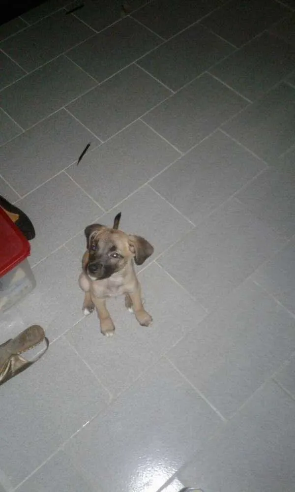 Cachorro raça indefinida idade 2 a 6 meses nome rufus