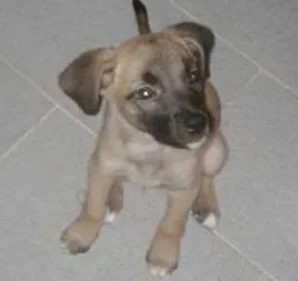 Cachorro raça indefinida idade 2 a 6 meses nome rufus