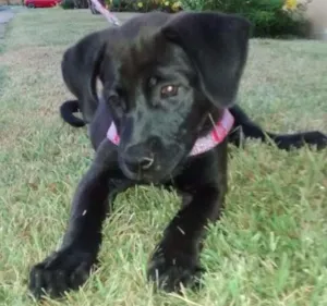 Cachorro raça SRD idade 1 ano nome Pitty