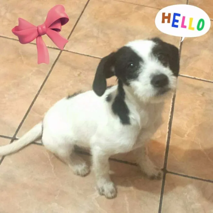 Cachorro ra a Pequena idade 2 a 6 meses nome Shakira Urgente