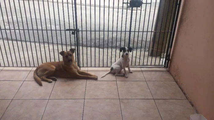 Cachorro ra a Pequena idade 2 a 6 meses nome Shakira Urgente