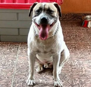 Cachorro raça American Staff idade 2 anos nome Balboa