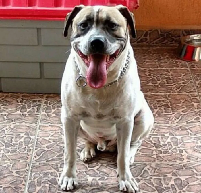 Cachorro ra a American Staff idade 2 anos nome Balboa