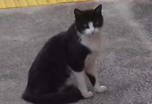 Gato ra a  idade  nome Fabinho