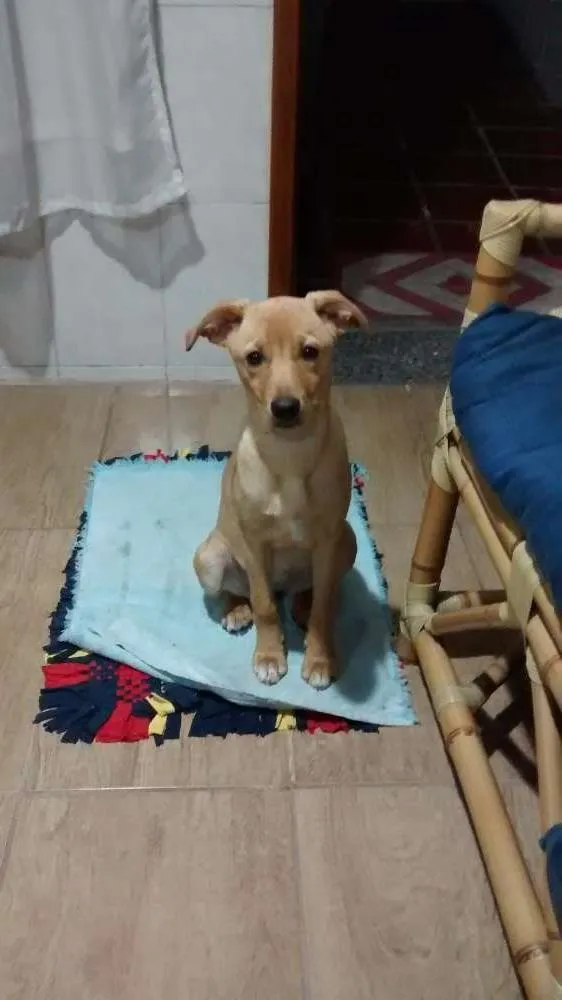 Cachorro ra a Vira lata idade 2 a 6 meses nome Nina