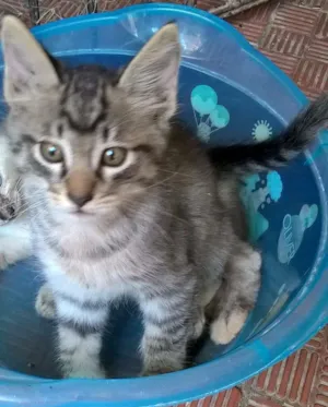 Gato raça Mista idade 2 a 6 meses nome Frederico(fred)