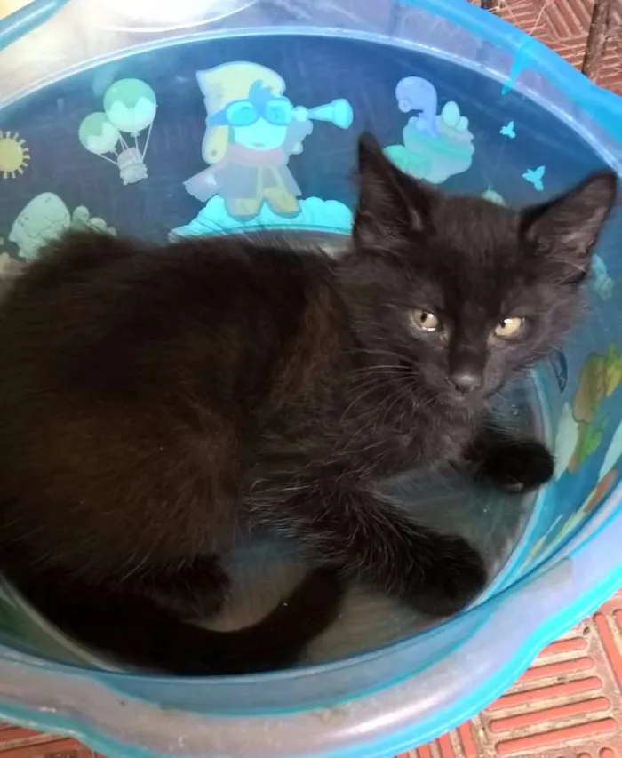 Gato ra a mista idade 2 a 6 meses nome Tizill