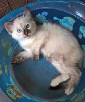 Gato raça Siamês idade 2 a 6 meses nome Estrelinha