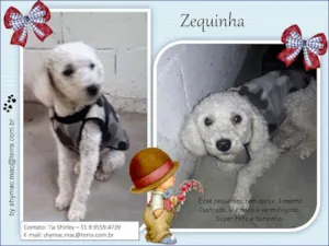 Cachorro raça Poodle idade 1 ano nome Zequinha