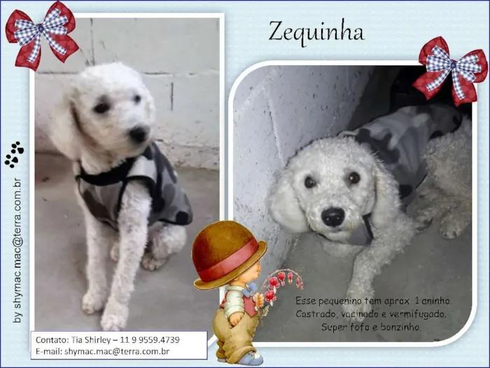 Cachorro ra a Poodle idade 1 ano nome Zequinha