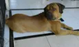 SCOOB