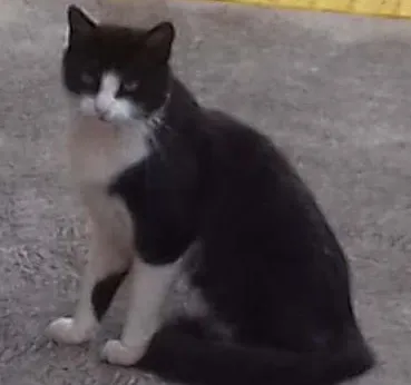 Gato ra a  idade  nome Fabinho